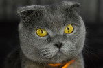Zoom sur un Scottish Fold aux yeux jaunes