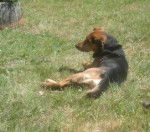 jimmy - Mâle (5 ans)