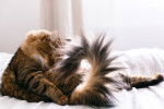 Un Maine Coon fait sa toilette sur un lit