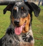 volf - Mâle (7 ans)