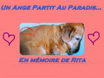hommage rita 1 - Femelle (14 ans)