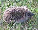 Hérisson - Femelle (1 an)