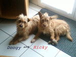 richky et doogy - Mâle (2 ans)