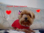 Chanah Saint-Valentin - Femelle (3 ans)