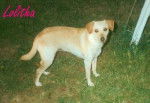 Lolitha - Femelle (12 ans)