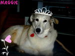 Maggie - Femelle (7 ans)