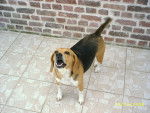 Beagle - Femelle (8 ans)