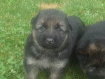 encien chiots - Femelle (1 mois)