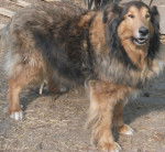 ourale - Mâle (13 ans)