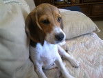 Beagle de 4mois - Femelle (4 mois)