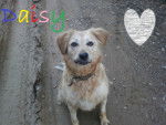 Daisy - Femelle (2 ans)