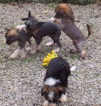 max,lili,caramellegourmand et lilas - (3 mois)
