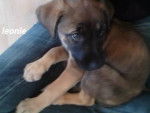 leonie - Femelle (4 mois)