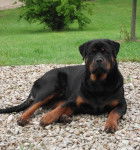 Gordan - M&acirc;le (9 mois)