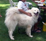 Azian - Mâle (4 ans)