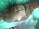My dog - Femelle (1 an)
