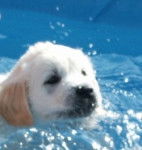 Patouille - (5 mois)