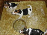 My Beagles - Femelle (3 mois)