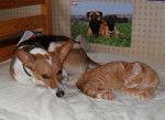 Tippy et Ezechiel - Femelle
