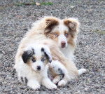 Chantler and Cristy - (3 ans)