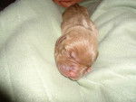 My Puppy as a Baby. :) - Femelle