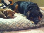 My dogs Shadow and Lola -