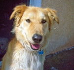 Lucky - Mâle (3 ans)