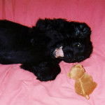 Uzco - M&acirc;le (2 mois)