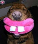 chien souriant -