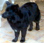 Vulkan - M&acirc;le (2 ans)