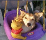 Sparky - Mâle (6 ans)