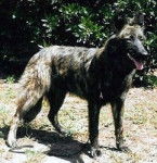 kastor - Mâle (9 ans)