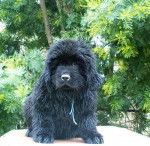 edredon - M&acirc;le (2 ans)