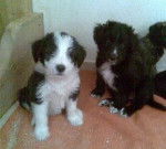 Kleine Welpen - (9 mois)