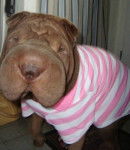 f'Sacha honey browny's - Mâle (1 an)