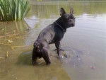 bouldogue français - Mâle