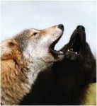 Torre and Moon (wolves/dogs that I (and MissIreland29) rp) - (3 ans)