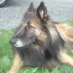 Darwin - Mâle (7 ans)