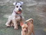 Mis perritos kitty y canelo -