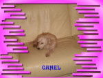 canelle - Femelle (6 ans)