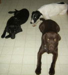 Casey, Tobey and Peanut - M&acirc;le