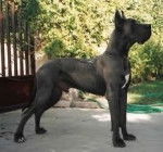 estuto - Mâle (5 ans)