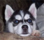 invento - Mâle (4 mois)