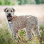 Bailey - Mâle (5 ans)