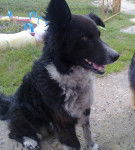 Djucki - Mâle (7 ans)