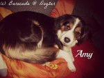 Amy - Femelle (5 ans)