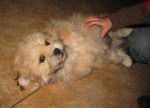 shihpoo mix - Femelle (1 mois)