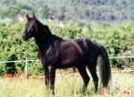 Jet - Mâle (5 ans)