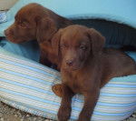 Amy,femelle d'une copine - (3 mois)