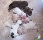 puppies -